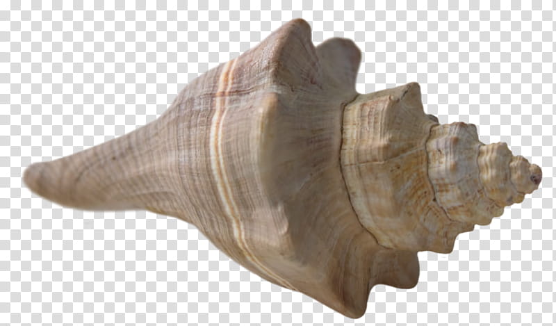 Beach, Seashell, Mollusc Shell, Conch, Gastropod Shell, Shell Beach, Queen Conch, Shankha transparent background PNG clipart
