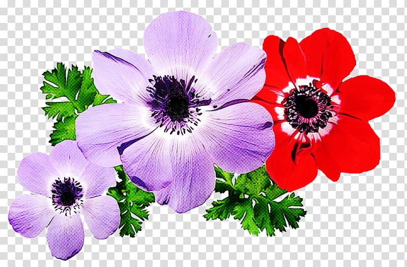 Violet Flower, Anemone, Annual Plant, Herbaceous Plant, Plants, Family, Violaceae, Petal transparent background PNG clipart
