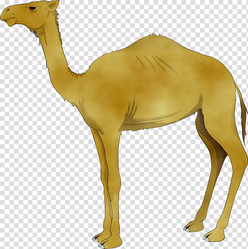 Camel Camel, Drawing, Silhouette, Cartoon, Logo, Camelid, Arabian Camel, Wildlife transparent background PNG clipart