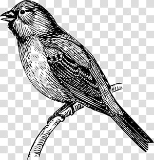 Mockingbird Drawing, Blue Jay, Cartoon, Eurasian Jay, Bird Nest, All About  Birds, Beak, Northern Mockingbird transparent background PNG clipart