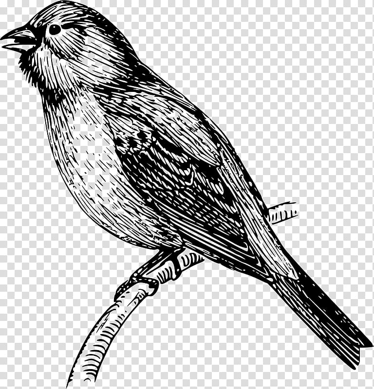 Mockingbird Silhouette, Drawing, Northern Mockingbird, Beak, Finch, Atlantic Canary, Songbird, Perching Bird transparent background PNG clipart
