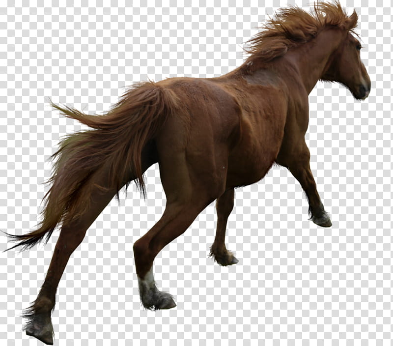 PRECUT Chestnut Horse, brown horse transparent background PNG clipart