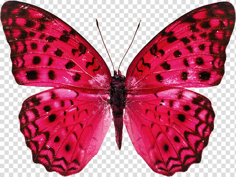 Spring, red and black swallowtail butterfly transparent background PNG clipart
