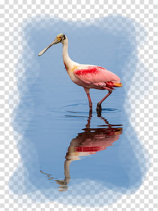 Crane Bird, White Stork, Roseate Spoonbill, Heron, Threskiornithidae, Beak, Spoonbills, Florida transparent background PNG clipart