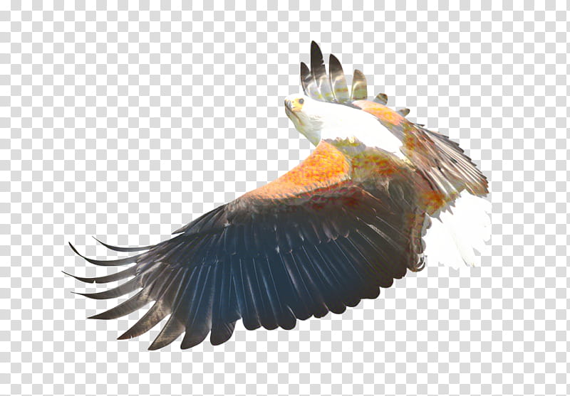 Sea Bird, Bald Eagle, Flight, Hawk, Animal, Bird Of Prey, Wing, Beak transparent background PNG clipart