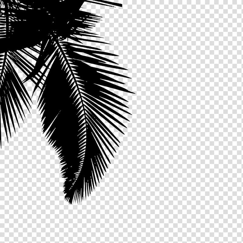 Palm Tree Silhouette, Nature, Tourist Attraction, 6 Months, White, Black, Blackandwhite, Leaf transparent background PNG clipart