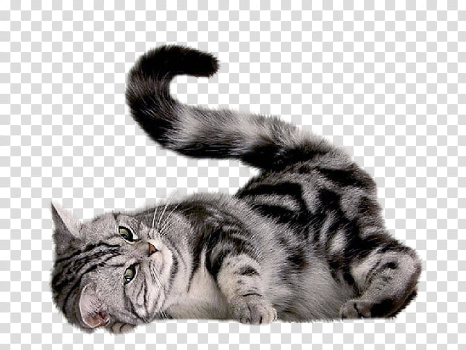High Quality  Cats , lying black and grey cat transparent background PNG clipart