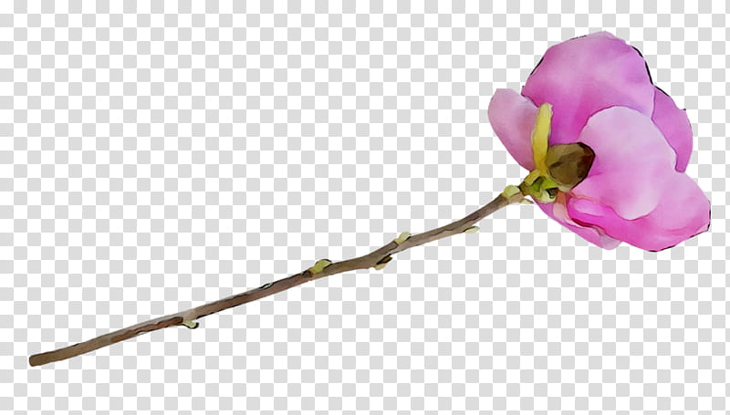 Pink Flower, Moth Orchids, Cut Flowers, Plant Stem, Rose Family, Blossom, Petal, Twig transparent background PNG clipart