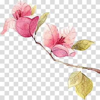 Flowers , pink bougainvillea flower graphic transparent background PNG clipart