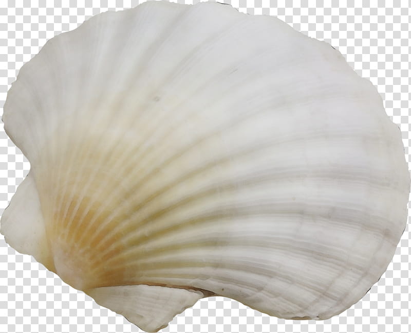 white bivalve petal shell plant, Watercolor, Paint, Wet Ink, Shellfish, Scallop, Cockle, Natural Material transparent background PNG clipart