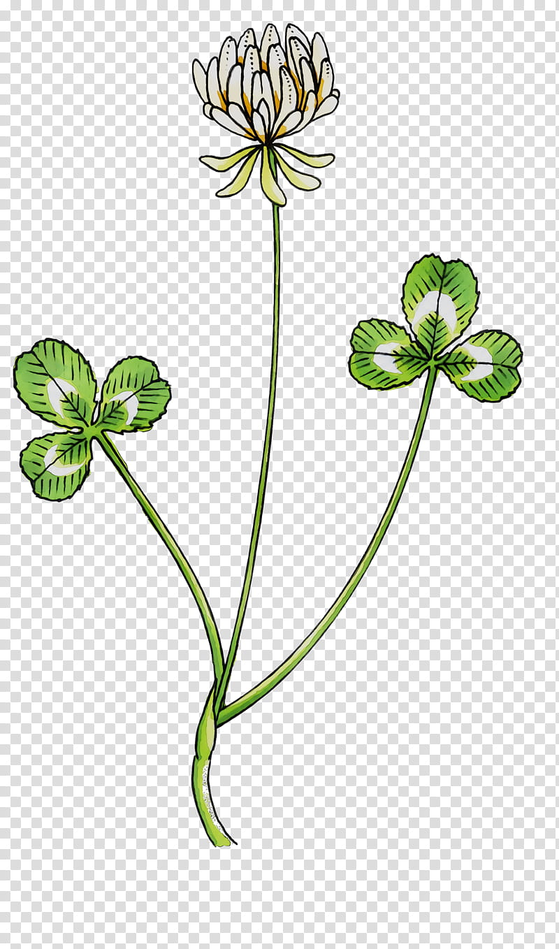 Plants, Leaf, Plant Stem, Dutch Clover, Flower, Hybrid Clover, Pedicel, Geranium transparent background PNG clipart