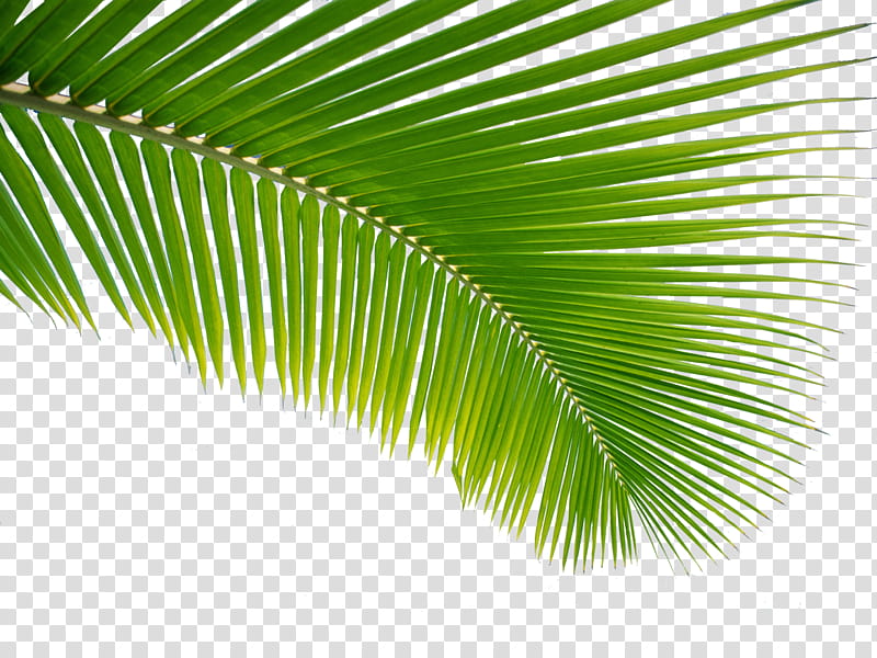 Summer, green palm tree leaf transparent background PNG clipart