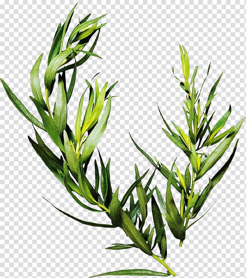 Rosemary, Plant, Flower, Leaf, Grass, Grass Family, Tarragon, Herb transparent background PNG clipart