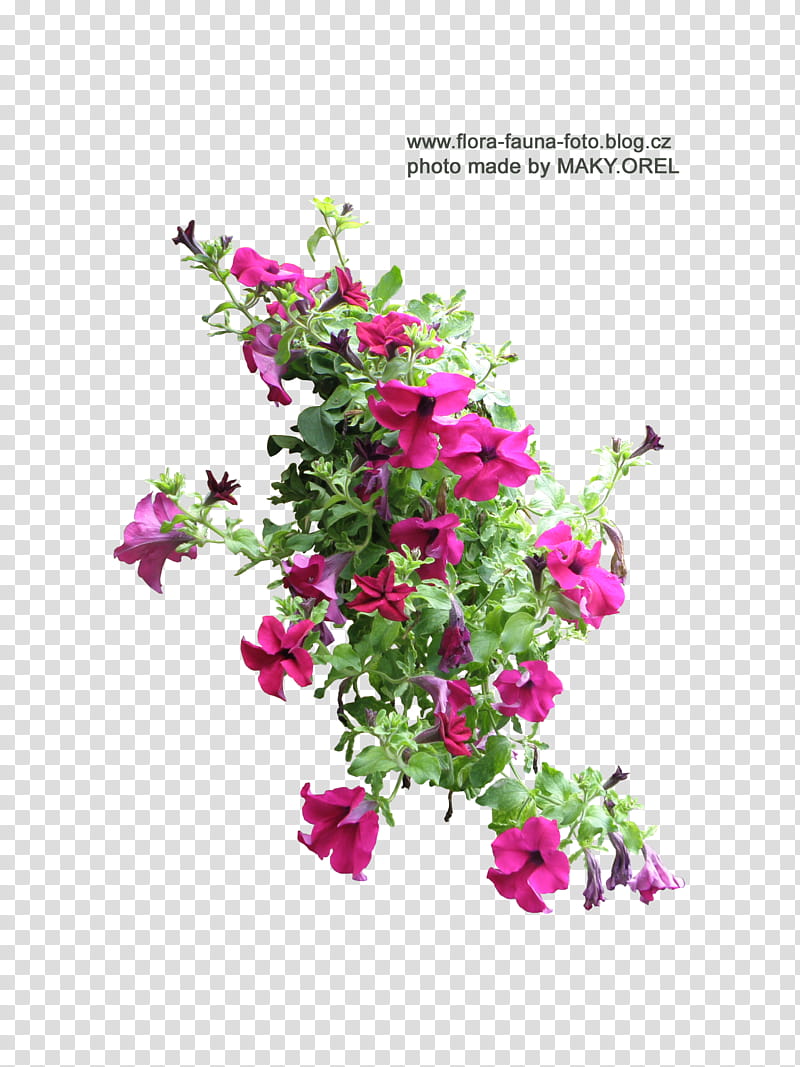 SET Petunia flower , pink petaled flowers blooming transparent background PNG clipart