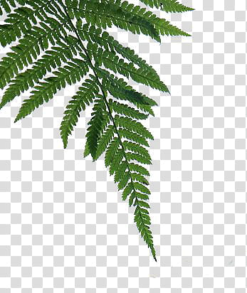 , fern plant transparent background PNG clipart