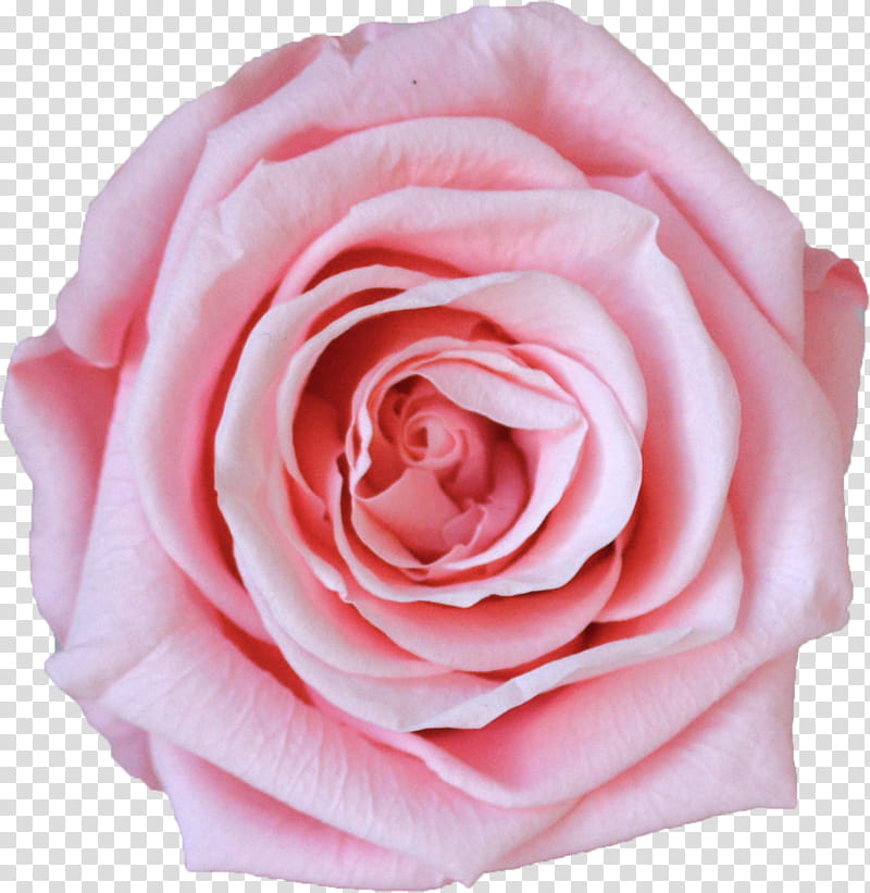 Rose Gold Flower, Garden Roses, Cabbage Rose, Floribunda, Vase, Cut Flowers, Pink, Luxe Bloom transparent background PNG clipart