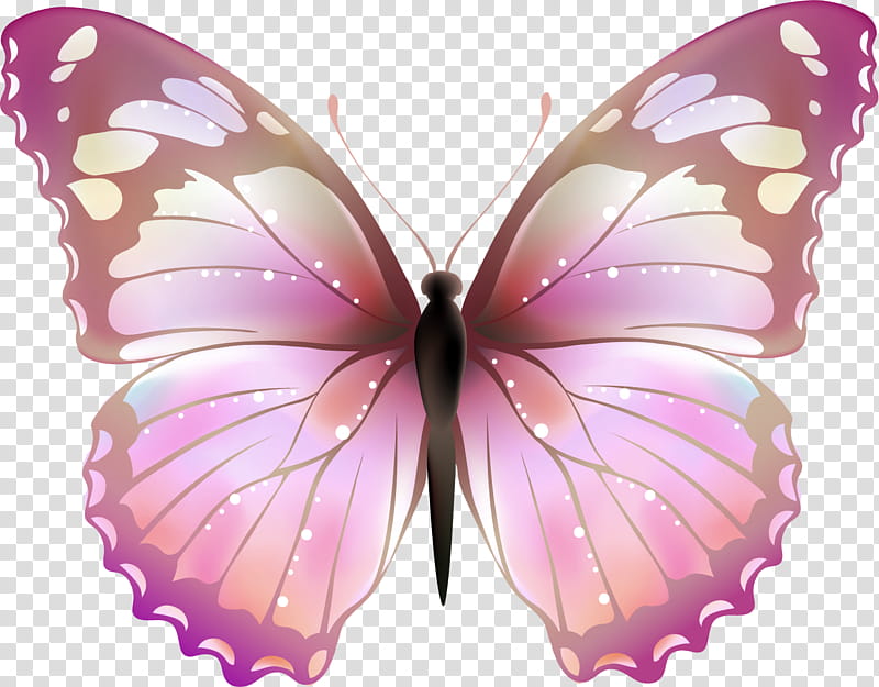 pink and black butterfly clipart painted