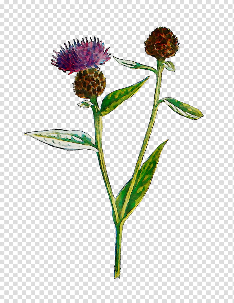 Flower Stem, Trifolieae, Greater Burdock, Plant Stem, Plants, Red Clover, Zigzag Clover, Pincushion Flower transparent background PNG clipart