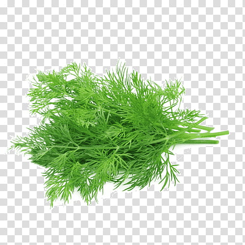 Flower Bunch, Fennel, Herb, Dill, Anise, Basil, Salad, Fennels transparent background PNG clipart