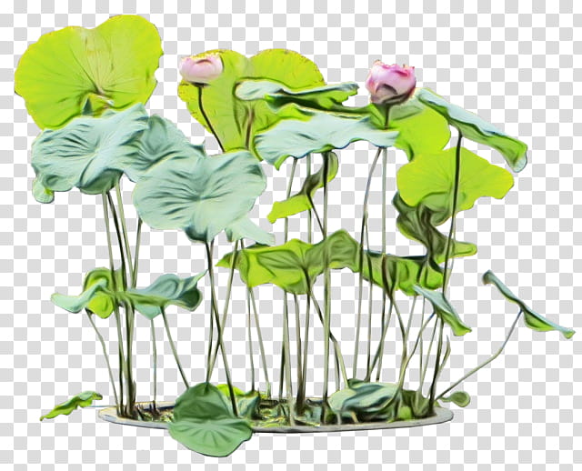 flower plant aquatic plant leaf plant stem, Watercolor, Paint, Wet Ink, Anthurium, Flowering Plant, Centella Asiatica, Morning Glory transparent background PNG clipart