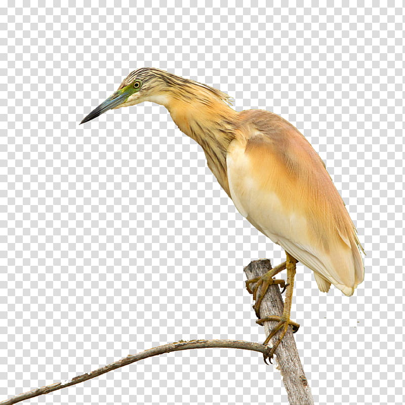 Bird, Bitterns, Beak, Coraciiformes, Feather, Ibis, Wildlife, Pelecaniformes transparent background PNG clipart