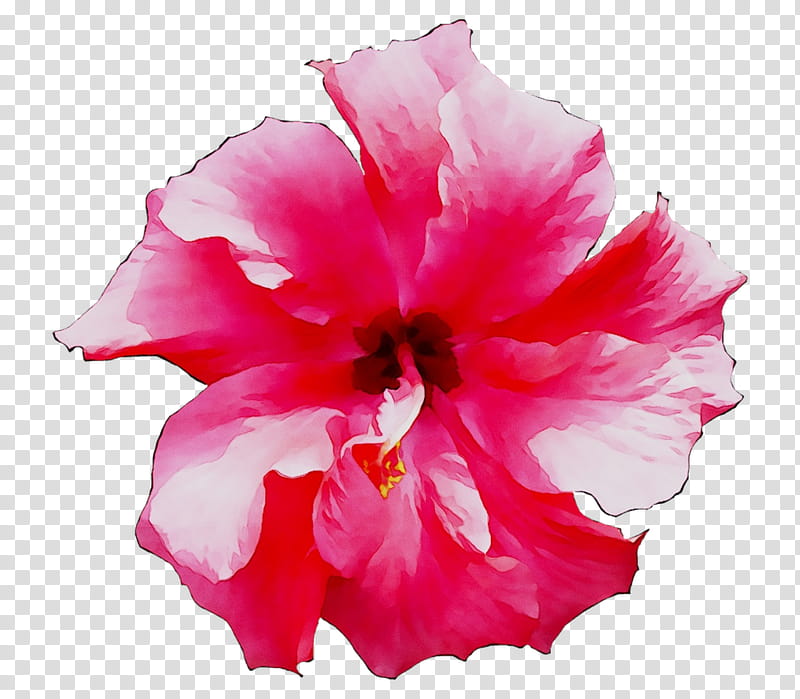 Pink Flower, Shoeblackplant, Mallows, Petal, Pink Flowers, Cut Flowers, Rhododendron, Azalea transparent background PNG clipart