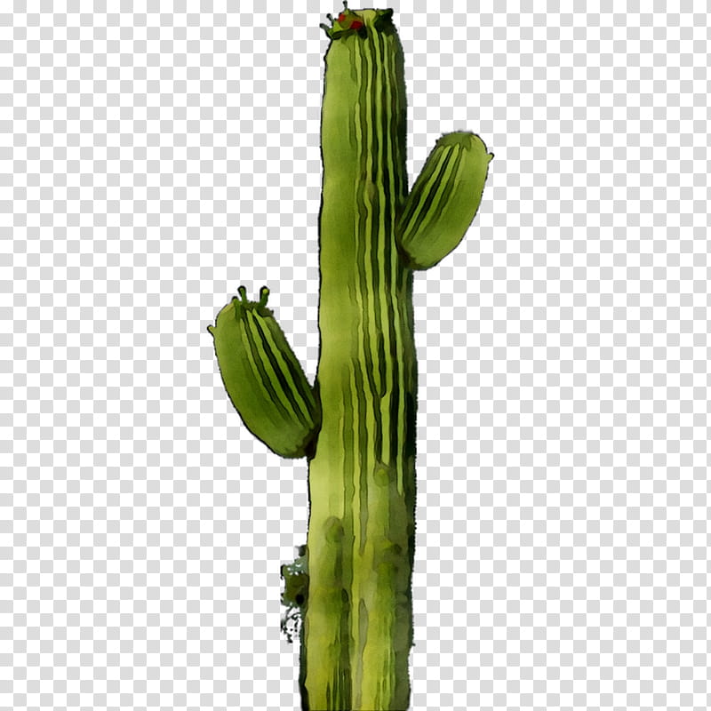 Cactus, San Pedro Cactus, Echinocereus, Plant Stem, Plants, Saguaro, Flower, Hedgehog Cactus transparent background PNG clipart