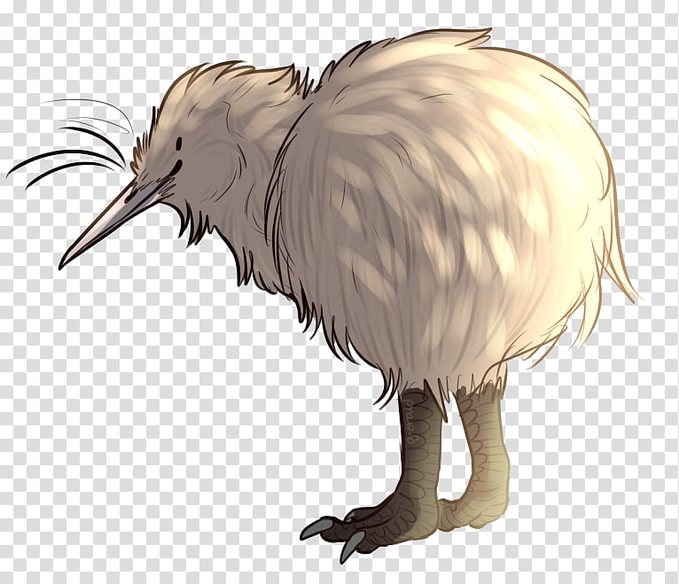 Kiwi Bird, Okarito Kiwi, Feather, Flightless Bird, Beak, Kiwifruit, New Zealand, Drawing transparent background PNG clipart