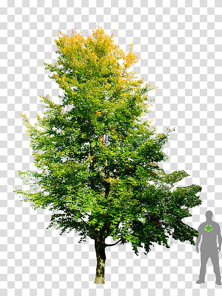 Oak Tree Leaf, Fir, European Beech, English Oak, Branch, Stone Pine, Spruce, Vascular Plant transparent background PNG clipart