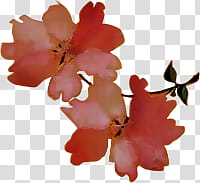 sakura s, red-petaled flowers transparent background PNG clipart