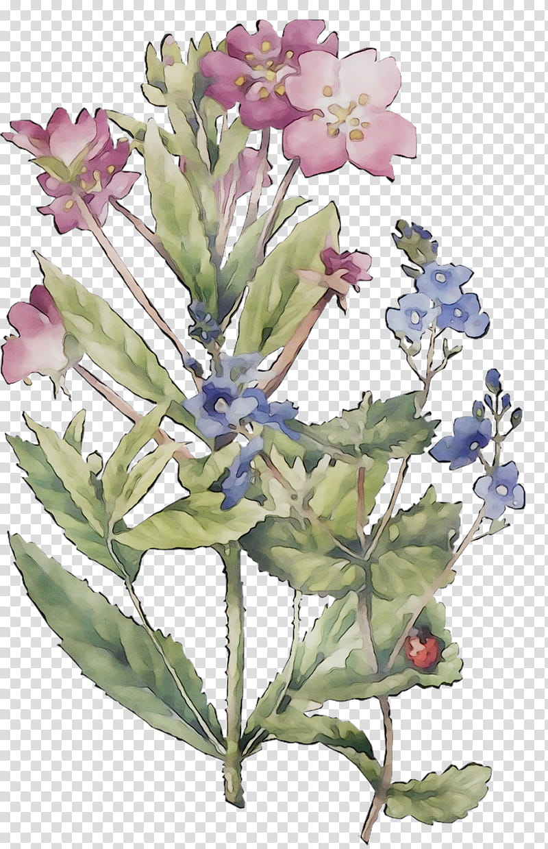 Lavender Flower, Common Sage, Herbaceous Plant, Plant Stem, Subshrub, Plants, Hyssopus, Wildflower transparent background PNG clipart