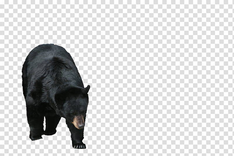 Cutout Bear, black bear transparent background PNG clipart