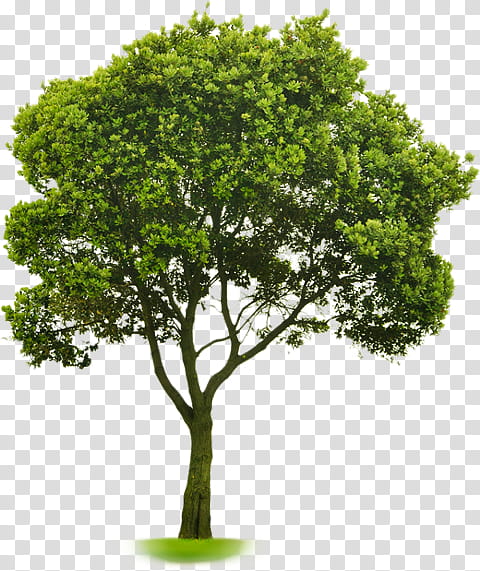 Oak Tree Leaf, Tree Topping, Plants, Plane Trees, Shrub, American Hornbeam, American Holly, Green transparent background PNG clipart