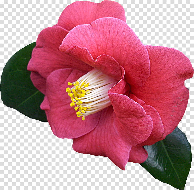Spring  YEAR ON DA, pink camellia flower isolated on black background transparent background PNG clipart