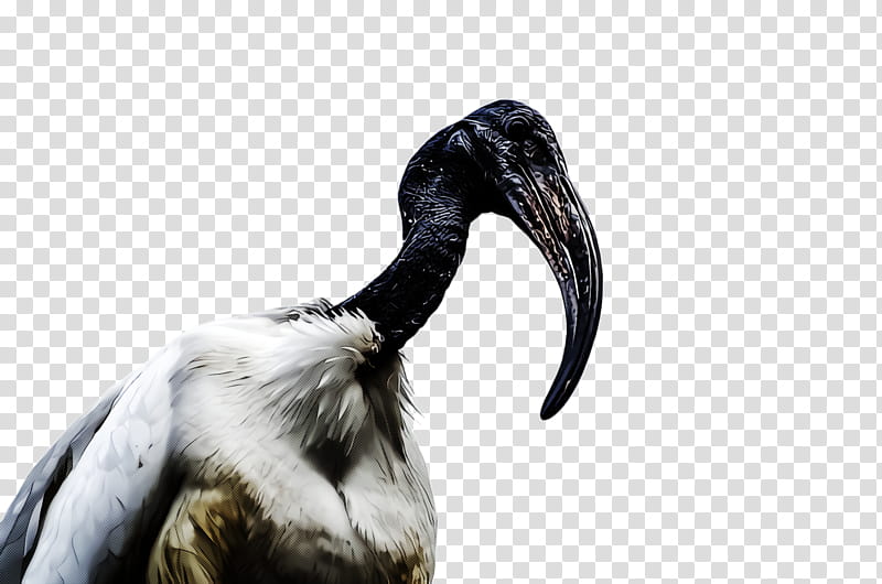 bird beak ibis neck crane-like bird, Cranelike Bird, Wood Stork, Water Bird, Wildlife, Pelecaniformes transparent background PNG clipart