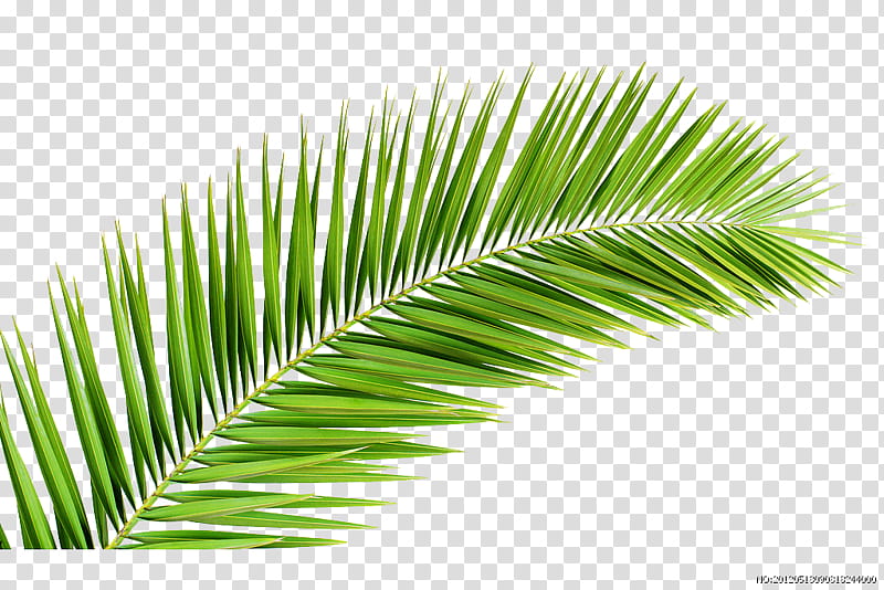 Date Tree Leaf, Palm Trees, Palm Branch, Palmleaf Manuscript, Plants