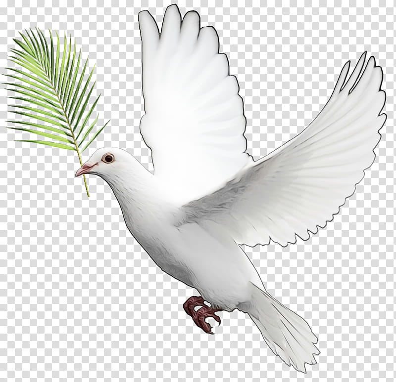 Pigeons and doves Homing pigeon Bird English Carrier pigeon Mourning dove, Watercolor, Paint, Wet Ink, Whitewinged Dove, Beak, Rock Dove, Columbiformes transparent background PNG clipart
