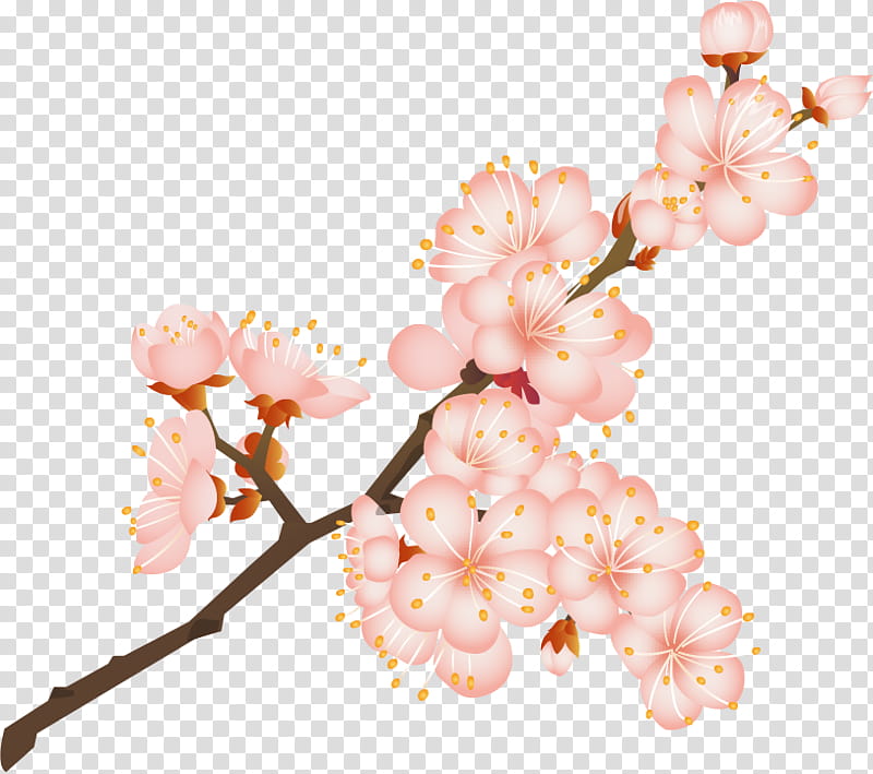 Cherry Blossom, Flower, Drawing, Spring
, Medicine, Internal Medicine, Plant, Branch transparent background PNG clipart