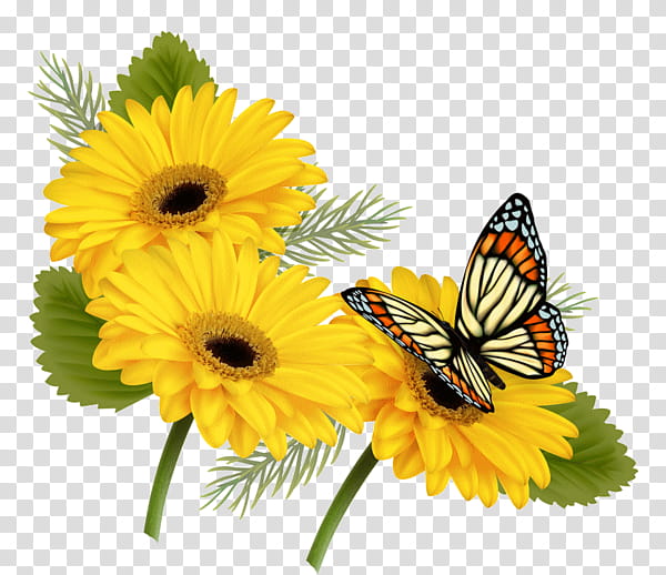 Floral Flower, Butterfly, Floral Design, Yellow, Insect, Moths And Butterflies, Barberton Daisy, Pollinator transparent background PNG clipart