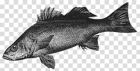 mochizuki  animals, fish illustration transparent background PNG clipart