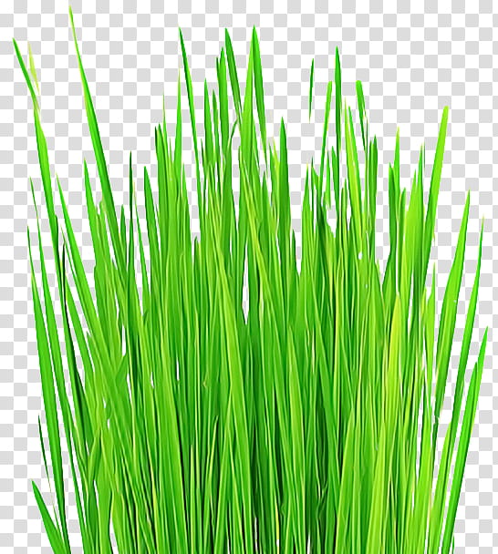 grass green wheatgrass plant grass family, Chives, Flowering Plant, Herb, Chrysopogon Zizanioides, Fodder transparent background PNG clipart