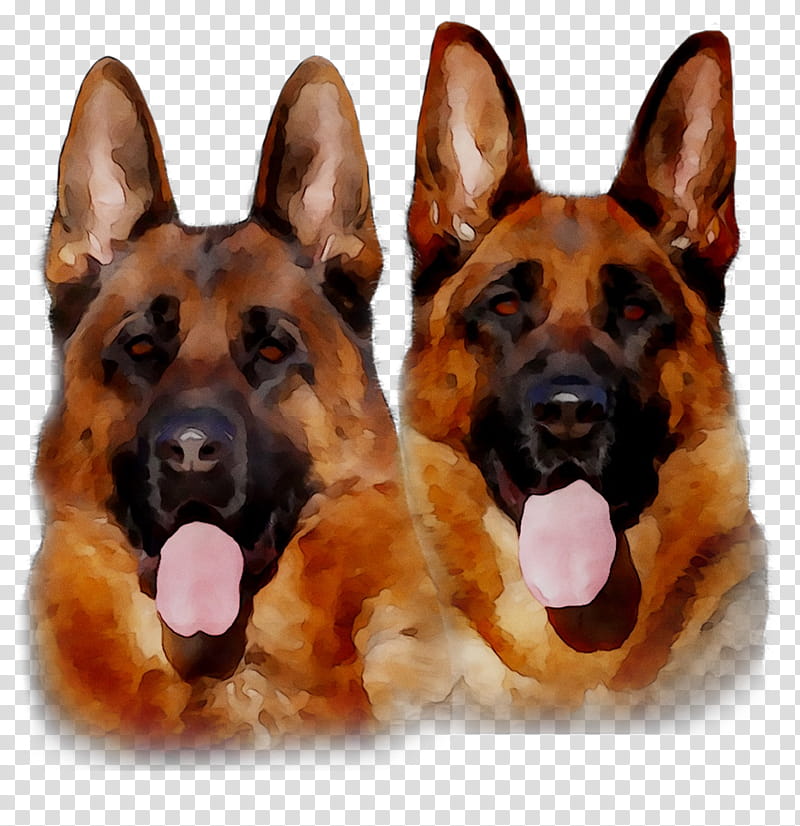 Police, Old German Shepherd Dog, King Shepherd, Kunming Wolfdog, Puppy, Purebred, Breed, Coat transparent background PNG clipart