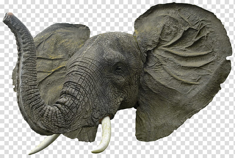 Elephant head HQ, grey elephant head close-up transparent background PNG clipart