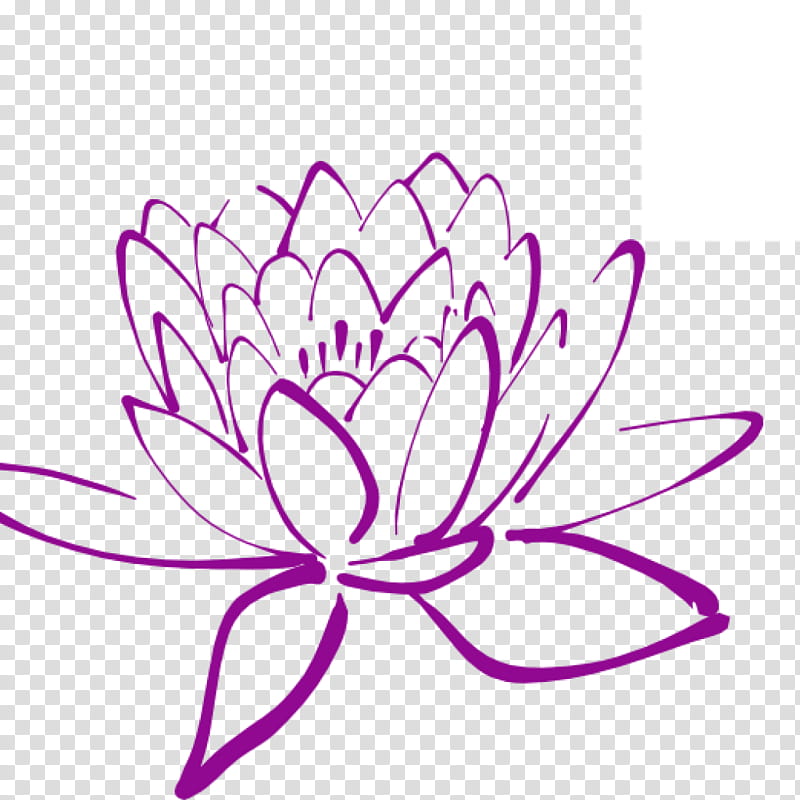 Flower Line Art, Magnolia, Yulan Magnolia, Microsoft PowerPoint, Tulip Tree, Pink, Purple, Plant transparent background PNG clipart