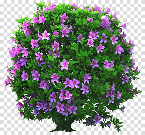 flower plant purple pink shrub, Magenta, Petunia, Groundcover, Annual Plant transparent background PNG clipart