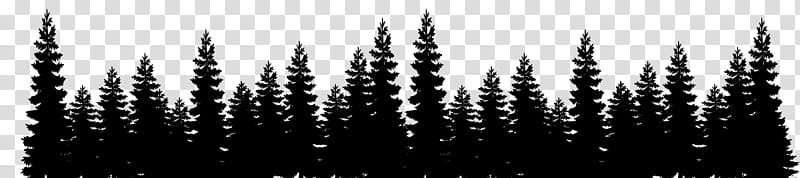 tree shortleaf black spruce black nature white, Tropical And Subtropical Coniferous Forests, Sprucefir Forest, Vegetation transparent background PNG clipart