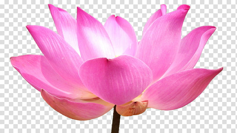 Pink Flower, Sacred Lotus, Water Lilies, Nelumbonaceae, Petal, Plant, Aquatic Plant, Magenta transparent background PNG clipart