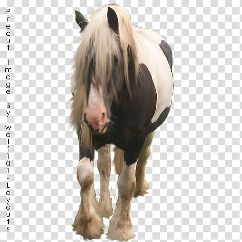 Precut Horse, walking black and white horse transparent background PNG clipart