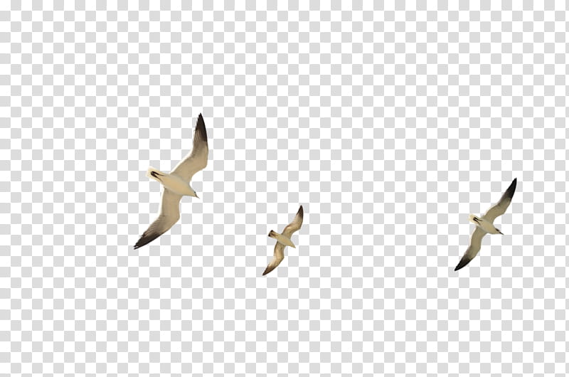 Flock of SeaGulls DSC , three brown birds transparent background PNG clipart