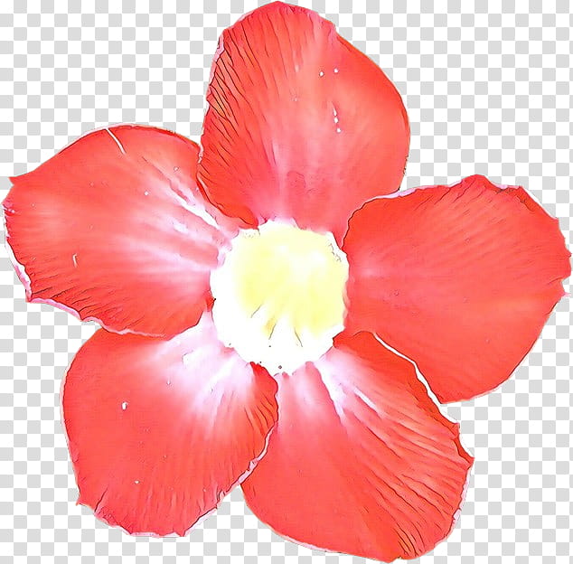 petal flower red plant pink, Cartoon, Hibiscus, Begonia transparent background PNG clipart